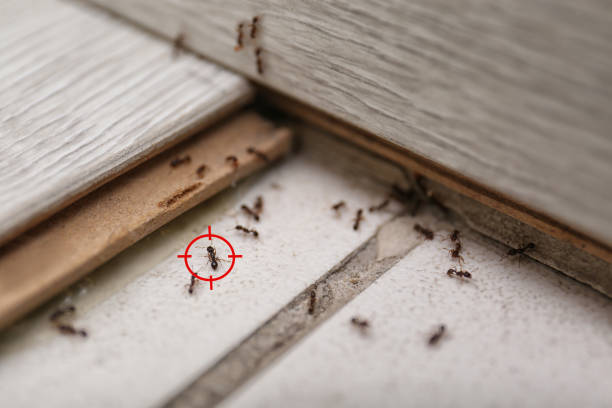 Professional Pest Control in Pismo Beach, CA