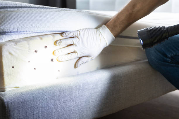 Best Flea Control Services  in Pismo Beach, CA